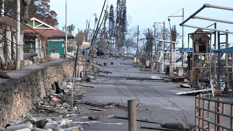 Một số cây có thể đứng vững hoặc chịu ít ảnh hưởng của đám cháy. (Ảnh: Reuters)