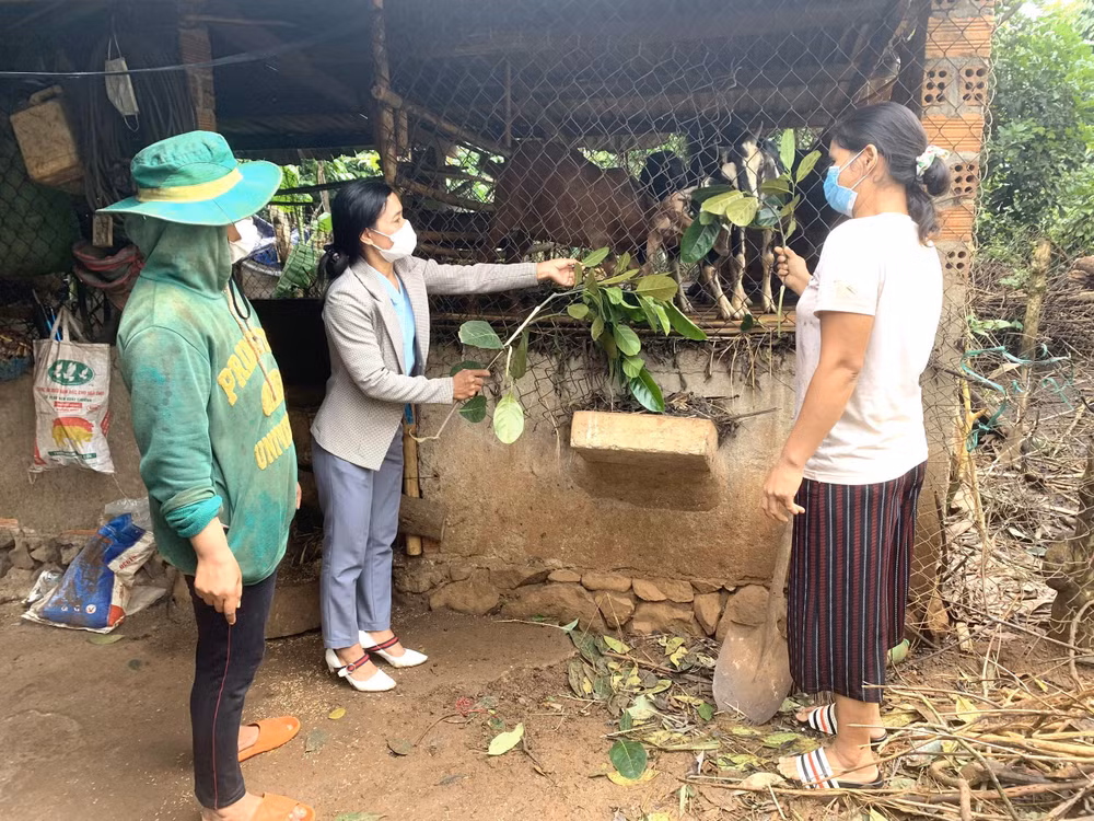 Cán bộ Hội phụ nữ xã Ea Tul, huyện Cư M’gar hướng dẫn hội viên người dân tộc thiểu số cách chăm sóc đàn dê để phát triển kinh tế gia đình.