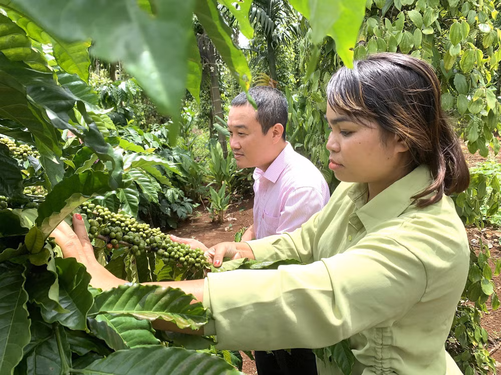 Nhờ được vay vốn ưu đãi từ Ngân hàng chính sách xã hội, đồng bào dân tộc thiểu số ở huyện Cư Kuin, tỉnh Đắk Lắk đầu tư chăm sóc vườn cà phê cho năng suất cao.