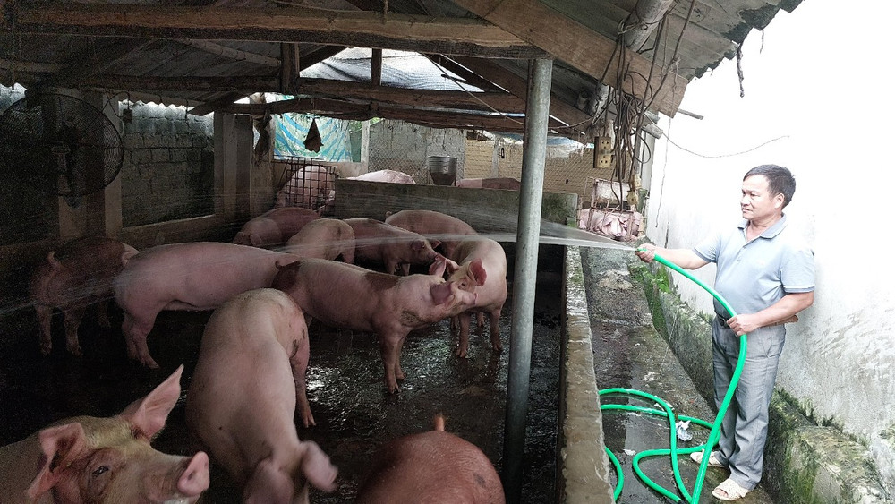 Từ nguồn vốn chính sách, gia đình anh Đinh Công Thái, dân tộc Mường ở xã Yên Sơn, huyện Thanh Sơn phát triển chăn nuôi cho thu nhập hàng trăm triệu đồng/năm.