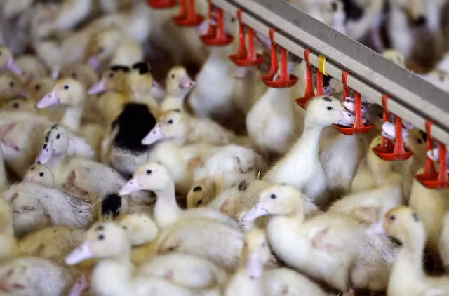 Vịt giống trong một trang trại gia cầm ở Castelnau-Tursan, Pháp. Ảnh: Reuters