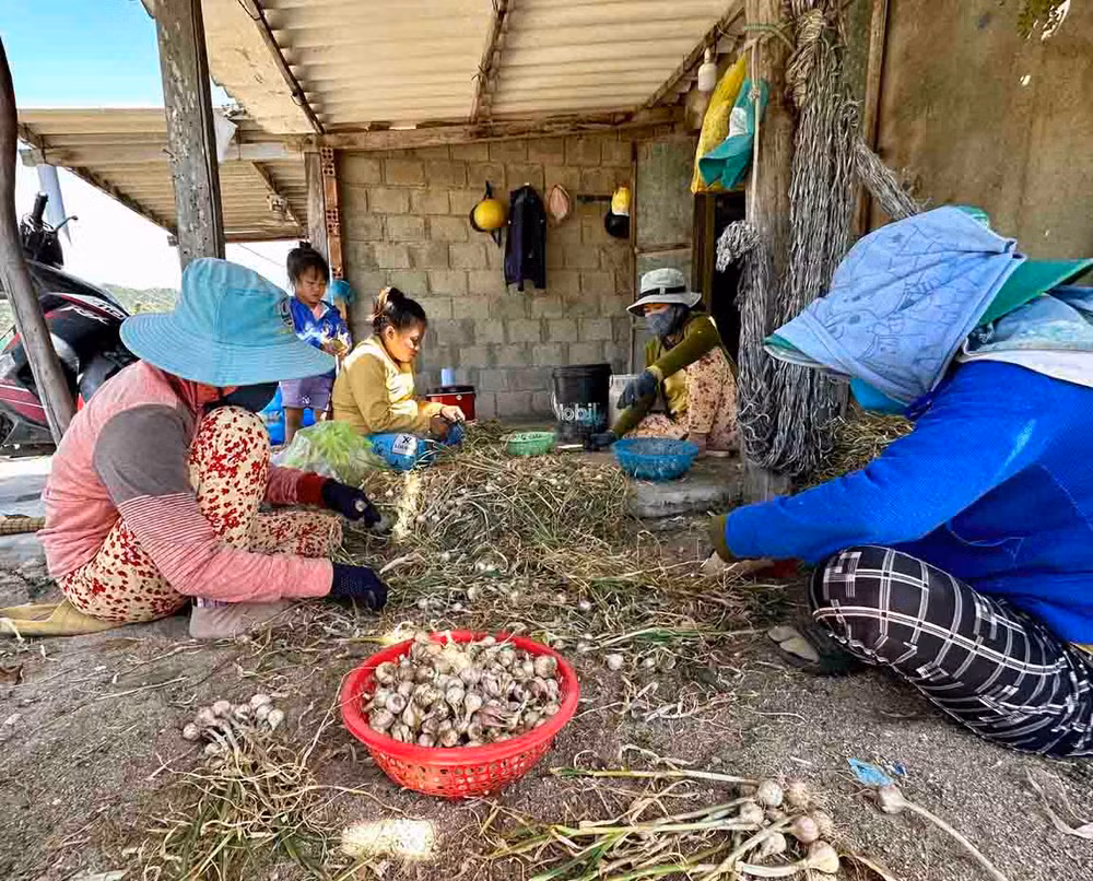 Nông dân trồng tỏi thôn Thái An, xã Vĩnh Hải, huyện Ninh Hải, tỉnh Ninh Thuận điêu đứng với chuyện tỏi mất mùa, mất giá.