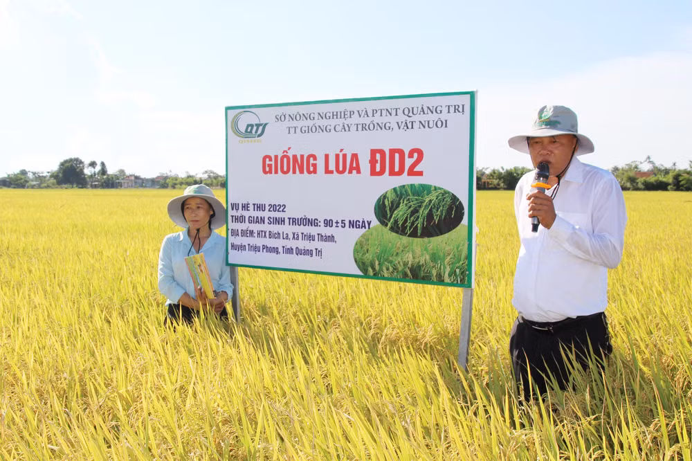 Cánh đồng lúa rộng 50ha được trung tâm liên kết sản xuất với Hợp tác xã Bích La, xã Triệu Thành, huyện Triệu Phong.