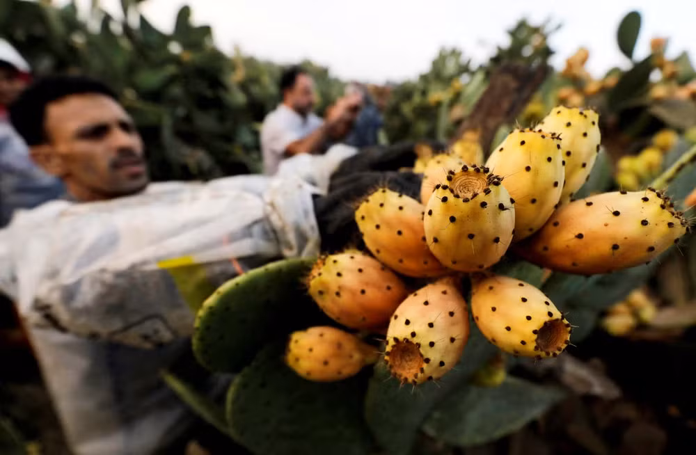 Một công nhân đang thu hoạch xương rồng lê gai, cây chịu được nhiệt độ khắc nghiệt, tại một trang trại ở tỉnh Al Qalyubia, Ai Cập. (Ảnh: Reuters)