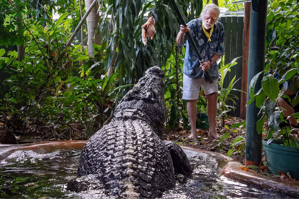 George Craig cho cá sấu Cassius ăn tại Marineland Melanesia trên đảo Green. Ảnh: Reuters.