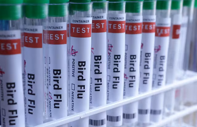 Xét nghiệm cúm gia cầm. Ảnh: Reuters