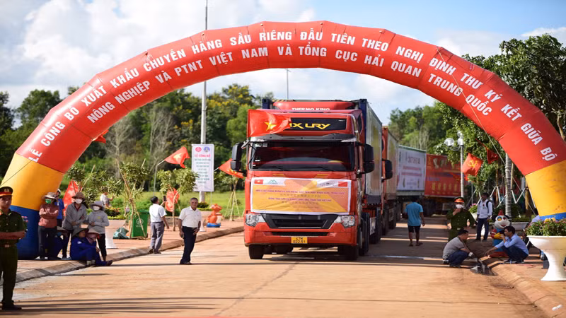 Xuất khẩu sầu riêng sang Trung Quốc.