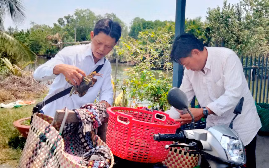 Thương lái thu mua cua của nông dân huyện Vĩnh Thuận, tỉnh Kiên Giang.
