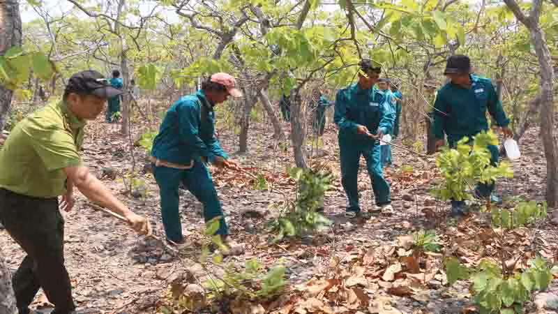 Kiểm lâm địa bàn và thành viên các Tổ cộng đồng nhận khoán bảo vệ rừng triển khai phát quang, tạo các đường băng cản lửa.