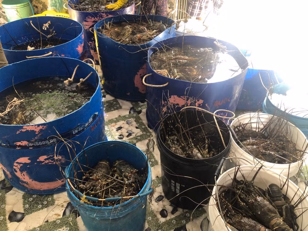 Tôm hùm nuôi của người dân phường Xuân Thành, thị xã Sông Cầu chết hàng loạt sau mưa lũ. 