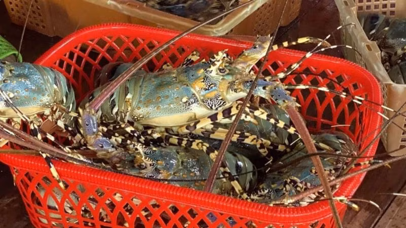 Tôm hùm ở Việt Nam. (Ảnh: TTXVN)