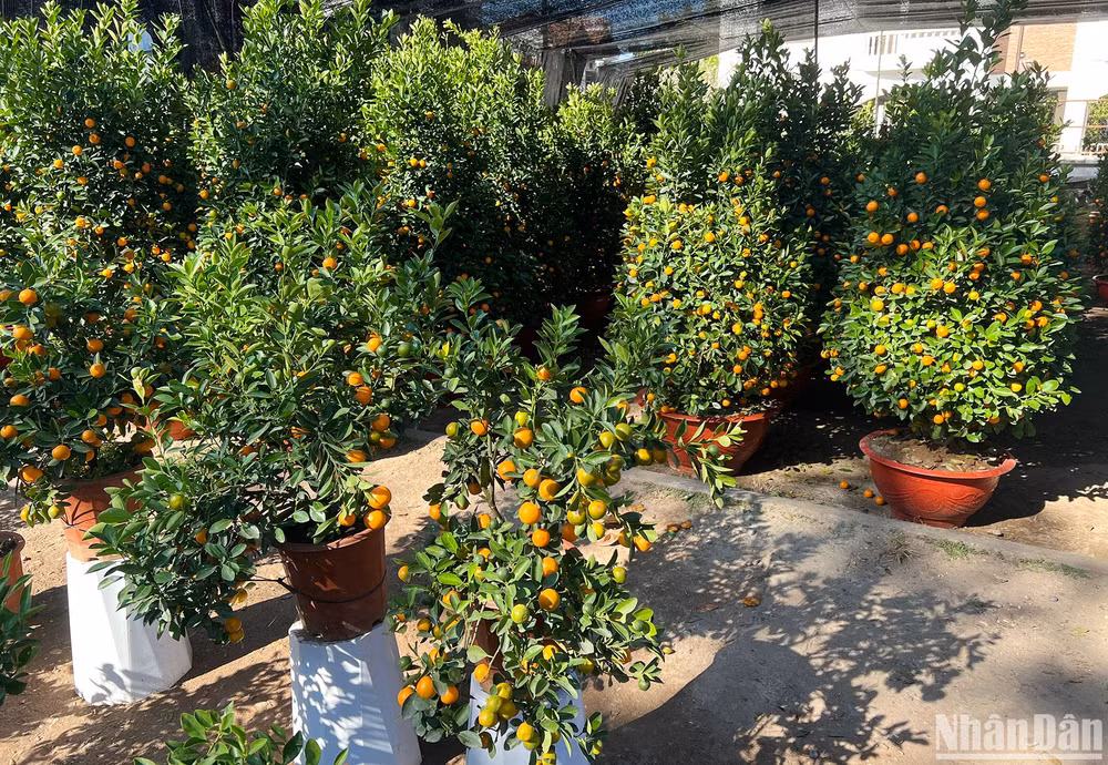 Những cây quất được bày bán tại khu vực Saylom có giá từ 900 nghìn đến 3,5 triệu đồng. (Ảnh: TRỊNH DŨNG)