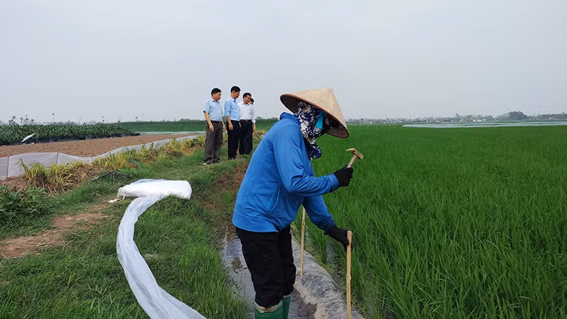 Người dân phường An Tảo, thành phố Hưng Yên túc trực để lấy nước vào ruộng. (Ảnh: Văn Lúa)
