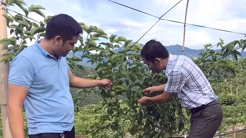 Mô hình trồng chanh leo giúp bà con chuyển đổi cơ cấu cây trồng và tăng thu nhập.