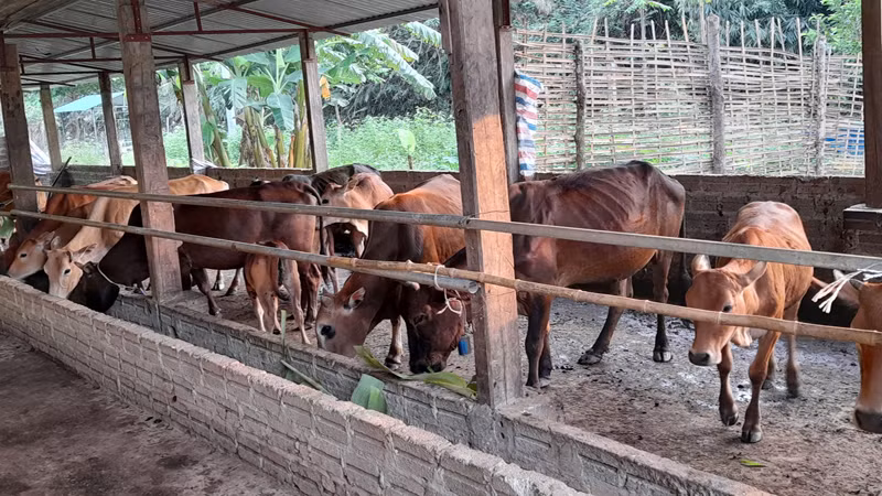 Tại Nậm Pì xuất hiện nhiều mô hình chăn nuôi đại gia súc tập trung đem lại hiệu quả kinh tế cao.