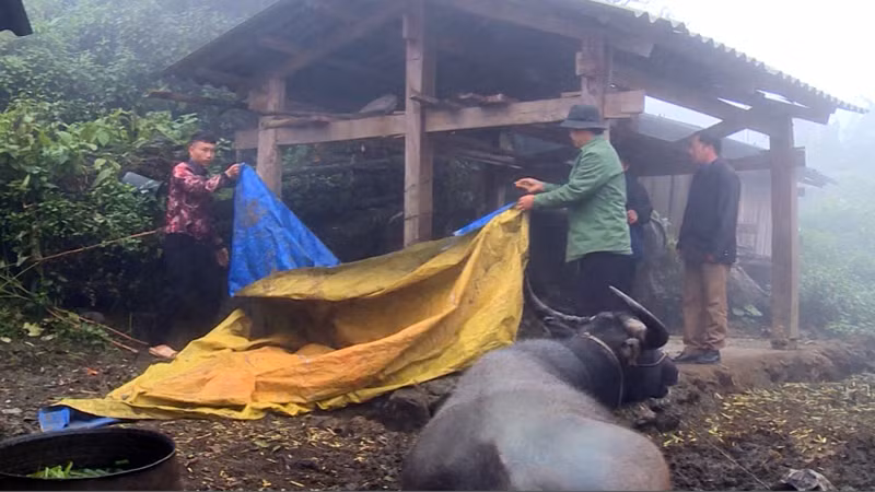 Được tuyên truyền hướng dẫn, người dân xã Sà Dề Pìn chủ động dùng bạt quây chuồng chống rét cho gia súc.