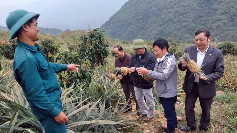 Mô hình trồng dứa xen canh với cây ăn quả mang lại hiệu quả kinh tế cho người dân Nậm Manh.