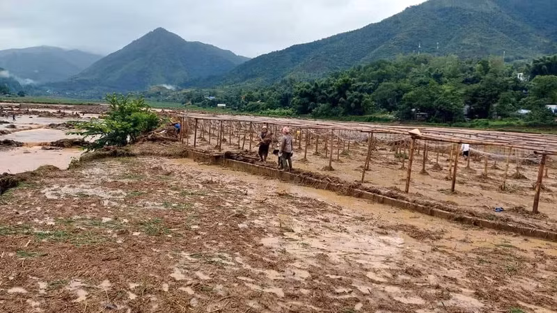 Hàng trăm héc ta lúa và hoa màu của người dân bị thiệt hại do mưa lũ.