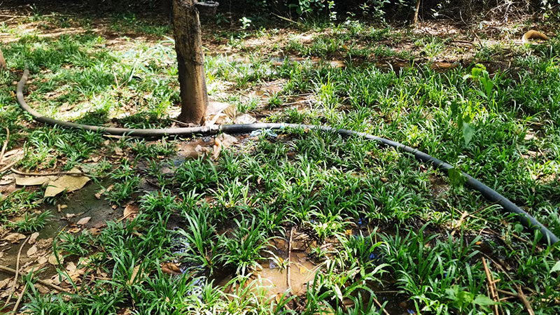 Đường ống chứa chất thải từ trại lợn chạy ngoằn ngoèo quanh rẫy cao su của người dân rồi đổ trực tiếp xuống suối gần đó.