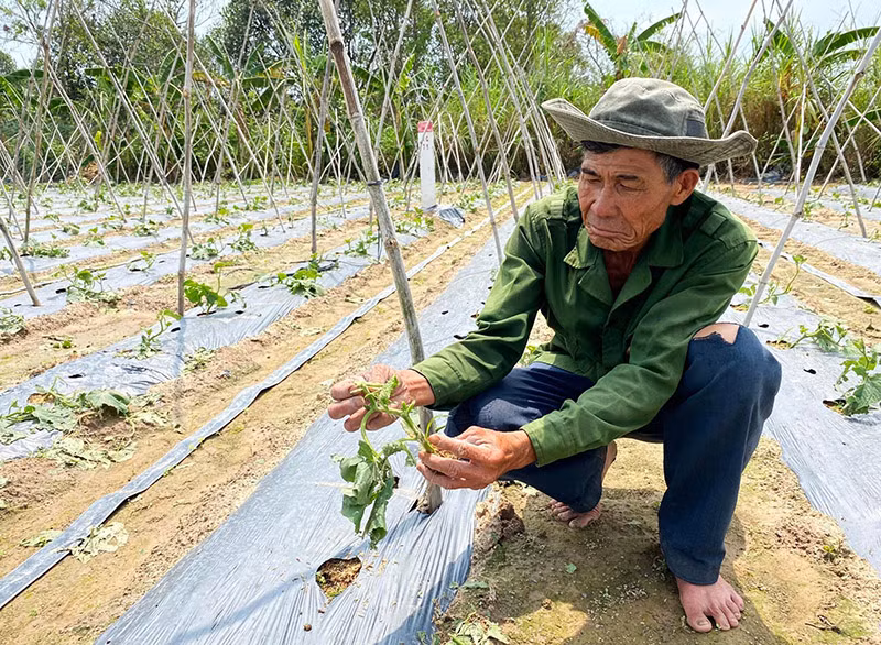 Mưa đá kèm gió lốc cuối tháng 4/2023, gây thiệt hại hoa màu cho người dân tỉnh Kon Tum.