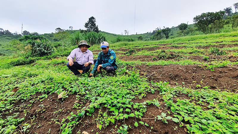 Chuyên viên Phòng Nông nghiệp và Phát triển nông thôn huyện Đăk Tô hướng dẫn đồng bào trồng hồng đẳng sâm.