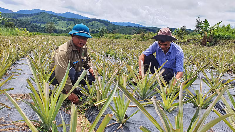 Người dân xã Đăk Trâm, huyện Đăk Tô mạnh dạn đầu tư trồng thơm.