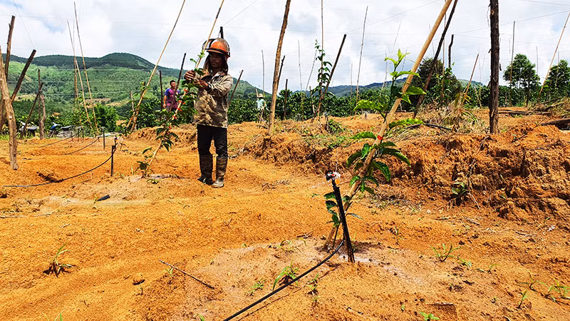 Ứng dụng hệ thống tưới nhỏ giọt tại xã Hơ Moong, huyện Sa Thầy.