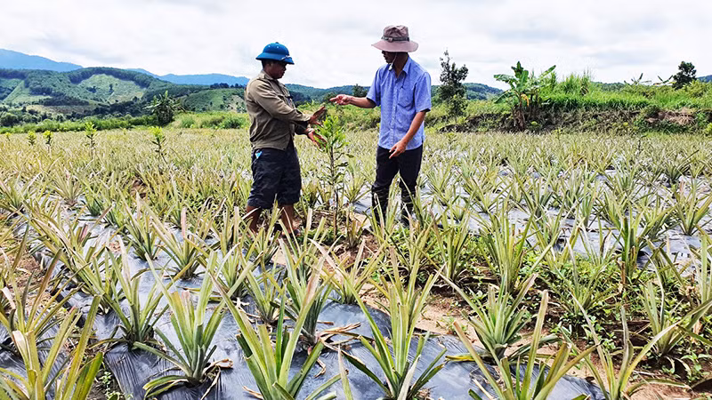Đồng bào dân tộc thiểu số huyện Tu Mơ Rông đầu tư nhà màng trồng sâm dây.