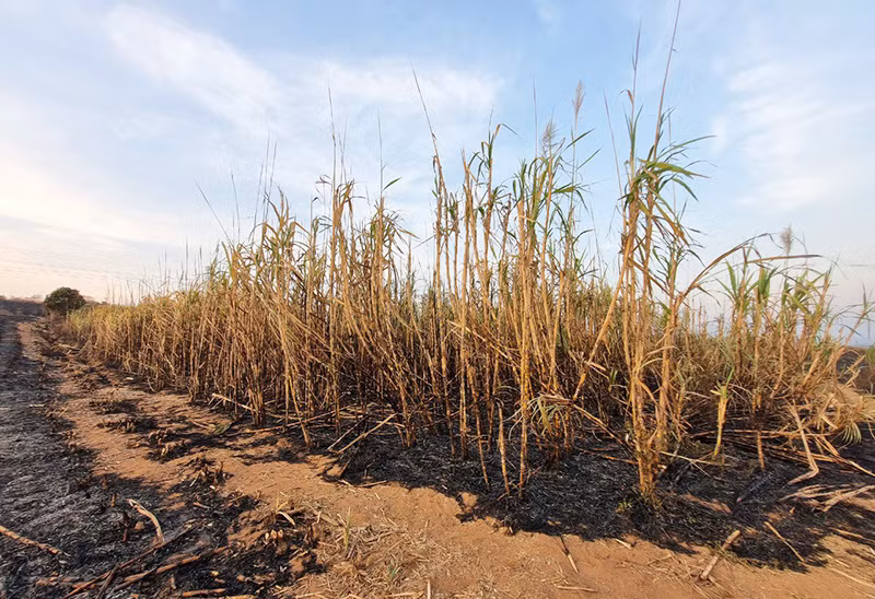 Lực lượng chức năng đã kịp thời dập tắt đám cháy, giảm thiểu thiệt hại cho bà con nông dân.