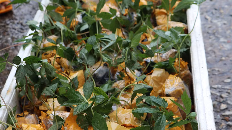 Số cây giống sâm giả sâm Ngọc Linh bị lực lượng chức năng bắt giữ. Số cây giống sâm giả sâm Ngọc Linh bị lực lượng chức năng bắt giữ.