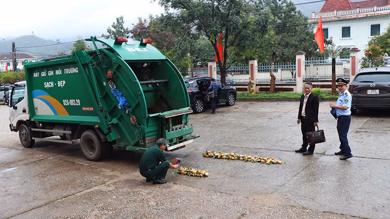 Tiêu hủy 148 cây sâm giống giả sâm Ngọc Linh.