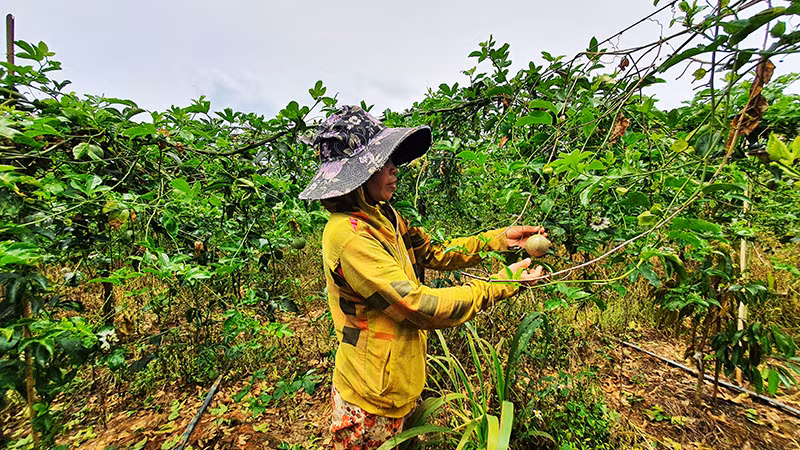 Mô hình trồng chanh dây mang lại hiệu quả kinh tế cao cho đồng bào dân tộc thiểu số huyện Sa Thầy.