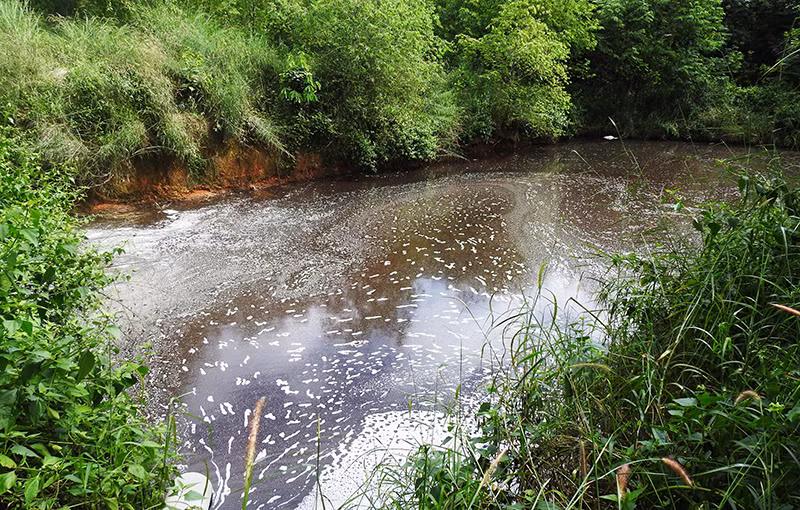 Dòng suối vẩn đục do nước thải từ trại lợn.