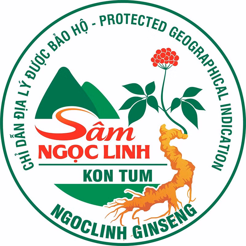 Logo Chỉ dẫn địa lý sâm Ngọc Linh Kon Tum được bảo hộ.