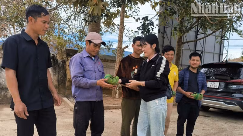 Cấp phát cây giống sâm Ngọc Linh cho các hộ dân.