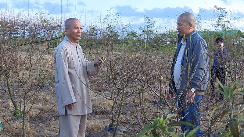 Hòa thượng Thích Quang Hạnh (trái) giới thiệu vườn đào với khách tham quan.