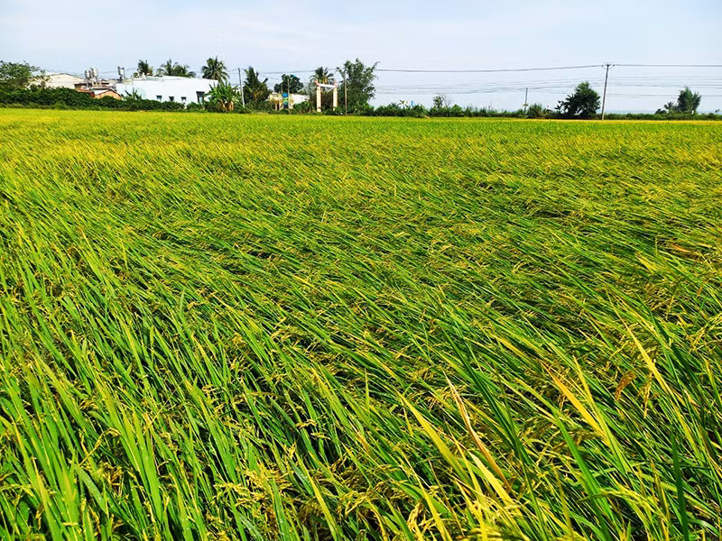 Ruộng lúa của người dân trên địa bàn tỉnh Kon Tum bị thiệt hại do thiên tai.