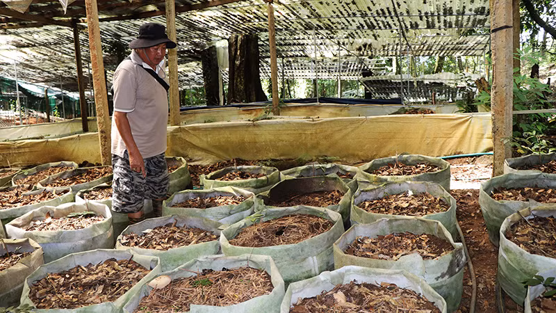 Người dân xót xa bên vườn sâm bị nhổ trộm