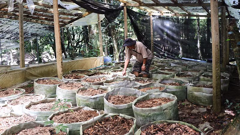 Những cây sâm Ngọc Linh nhỏ trồng bên cạnh nhưng không bị trộm Những cây sâm Ngọc Linh nhỏ trồng bên cạnh nhưng không bị trộm