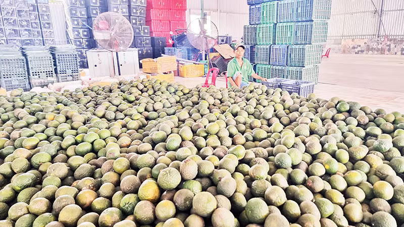 Cam sành rớt giá, nông dân Vĩnh Long thu hoạch cam về chất đống tại nhà vì khó tiêu thụ.