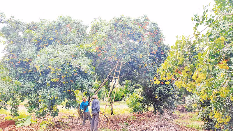 Thu hoạch trái cây tại Hợp tác xã Long Tân (huyện Phú Riềng, tỉnh Bình Phước).