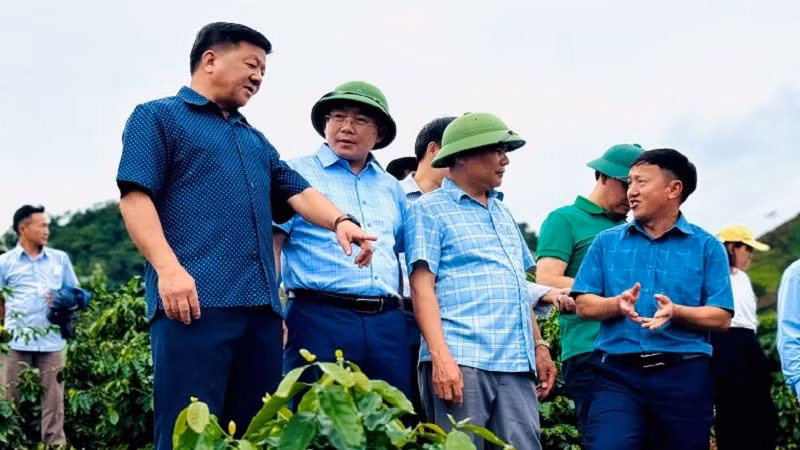 Đoàn đại biểu hội đồng nhân dân hai cấp tỉnh Điện Biên tham quan mô hình trồng xen cây cà-phê và cây mắc-ca tại huyện Tuần Giáo.