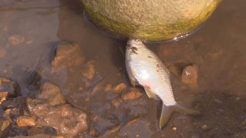 Cá chết tại khu vực Trại lợn xả nước thải xuống Sông Bé.