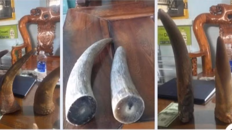 Vật có hình dạng giống sừng động vật mà các đối tượng lừa người bị hại là sừng tê giác.