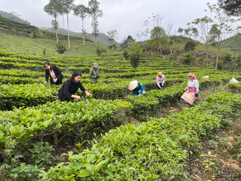 Đồng bào vùng cao thu hái chè shan tuyết trồng mật độ cao tại xã Gia Hội huyện Văn Chấn.