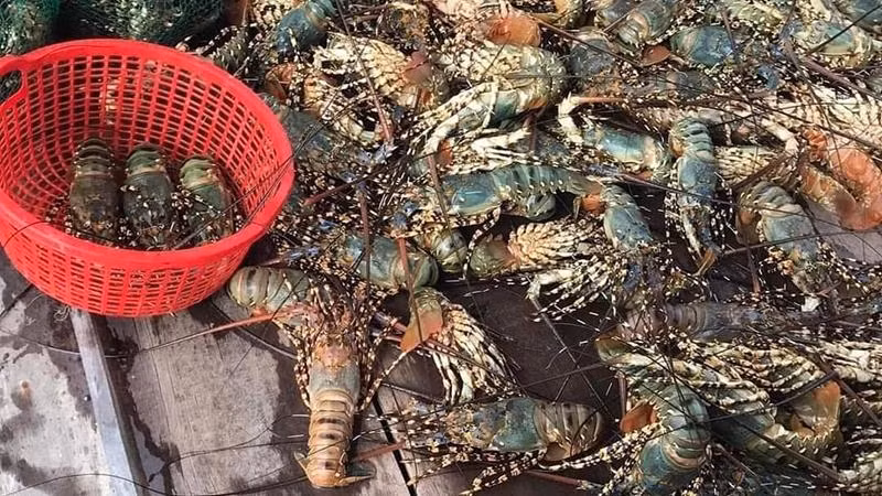 Ảnh hưởng mưa bão tôm hùm nuôi tại thị xã Sông Cầu chết hàng loạt, người nuôi thiệt hại nặng.