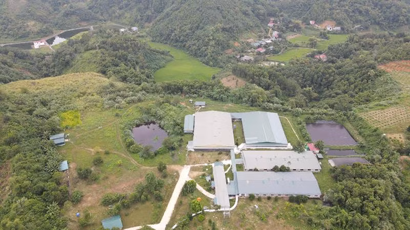 Trại lợn của Công ty trách nhiệm hữu hạn Nam Huế đặt trên đỉnh núi, gần khu dân cư trung tâm của thành phố Bắc Kạn. 