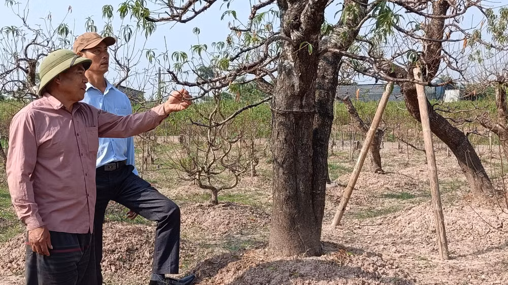 Ngoài số lượng đào còn giữ được trong vườn, hiện nay xã viên trong Tổ hợp tác sản xuất, tiêu thụ đào cảnh phường Hoàng Diệu (thành phố Thái Bình) đang nhập về hơn 2.000 gốc đào chuẩn bị cho vụ sản xuất năm sau.