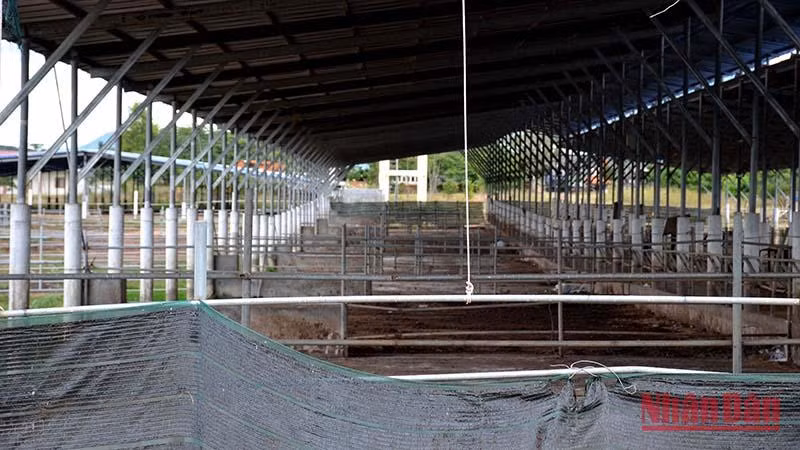 Các chuồng nuôi bò trống không.