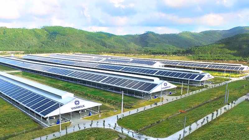 Hệ thống trang trại sinh thái Vinamilk Green Farm là kết quả nổi bật của Vinamilk trong việc thực hiện chiến lược phát triển bền vững.